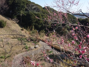 Ume Garden