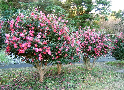 芝生広場近く