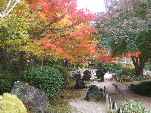 庭園のもみじ