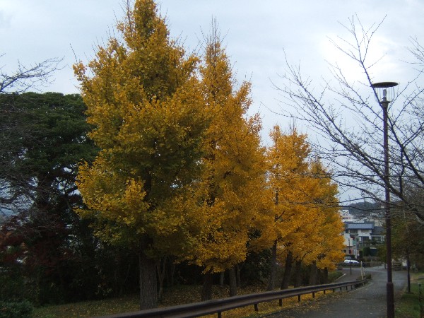 児童遊園のいちょう