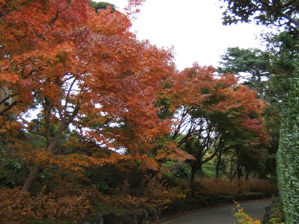 茶室前園路