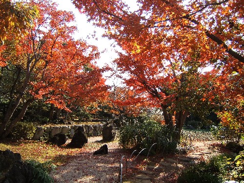 日本庭園の紅葉