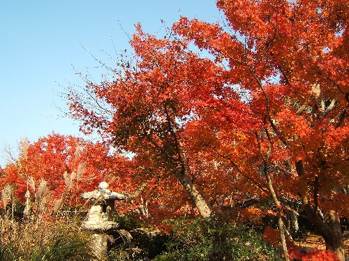 庭園のもみじ