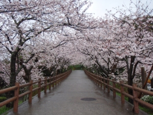 桜