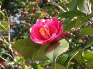 椿