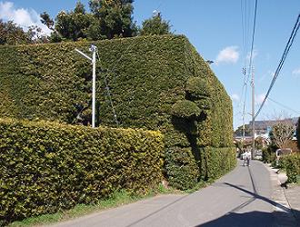 館山市の景観 マキの生垣 館山市役所