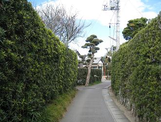 館山市の景観 マキの生垣 館山市役所