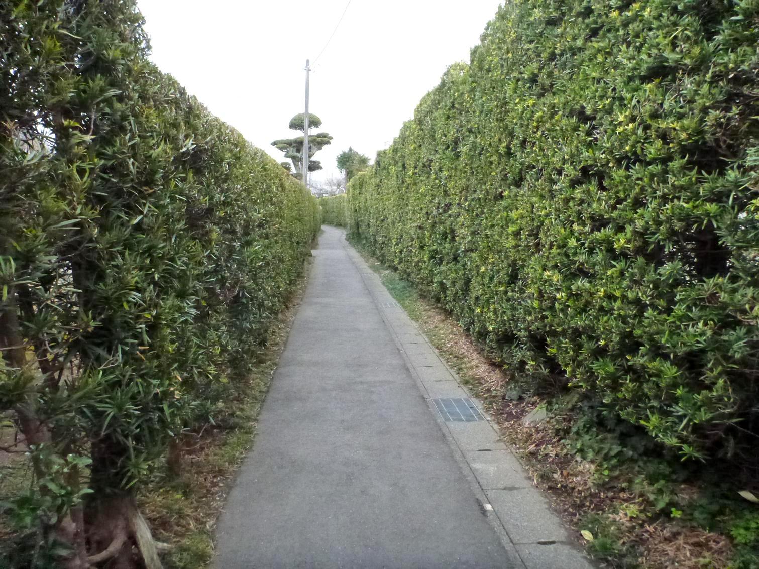 館山市の景観 マキの生垣 館山市役所