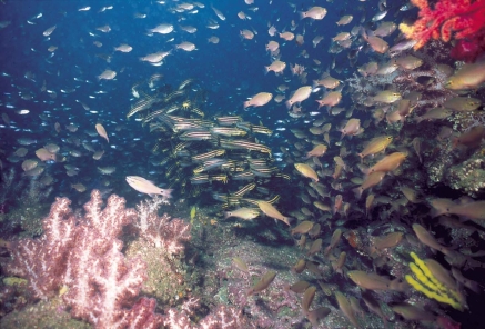 館山の海