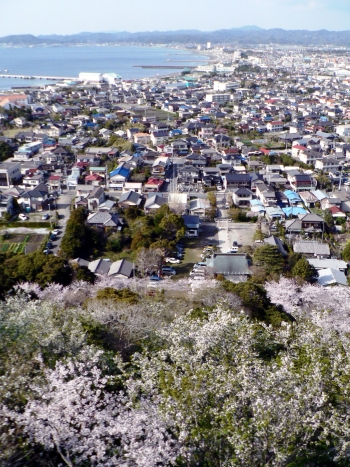 桜の花と館山の街並み