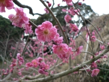 八重寒紅（早咲）