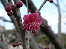 鹿児島紅