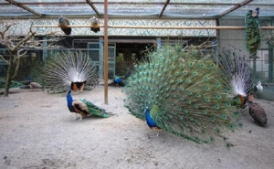 Peacock Aviary