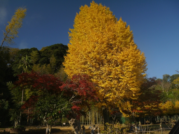 雁月庵