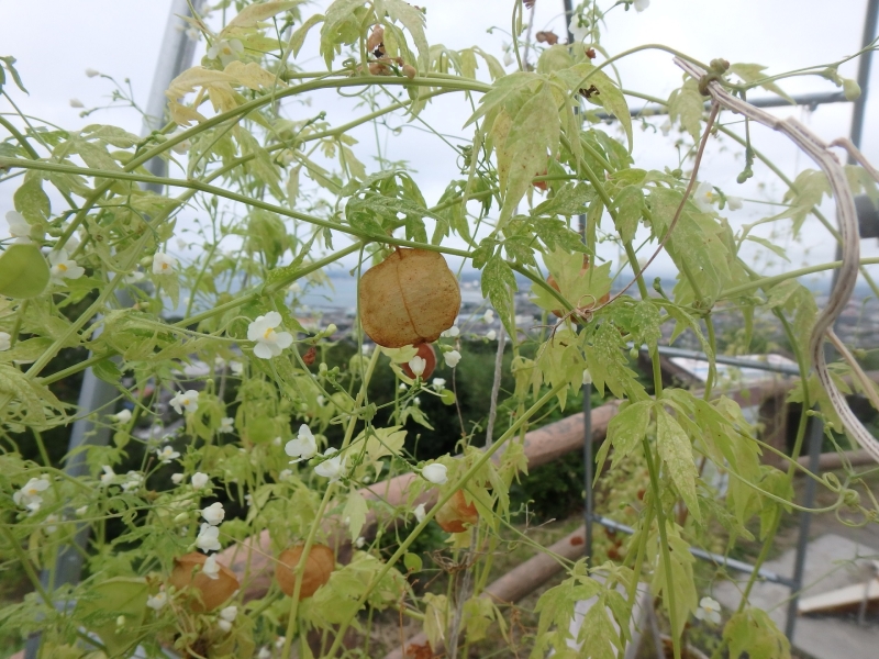 茶色く熟した実の中に、種子が入っています。