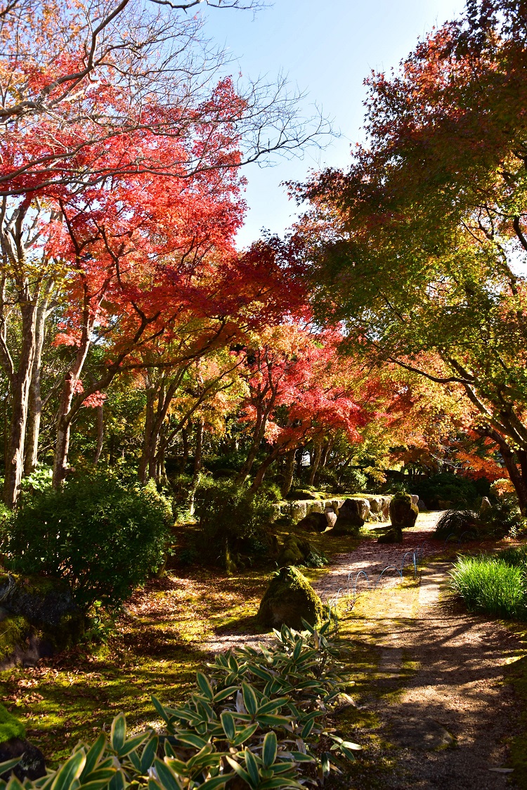 城山公園の紅葉 館山市役所