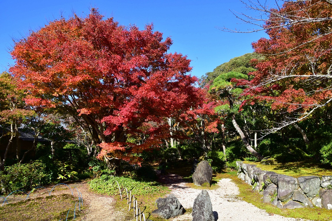 城山公園の紅葉 館山市役所