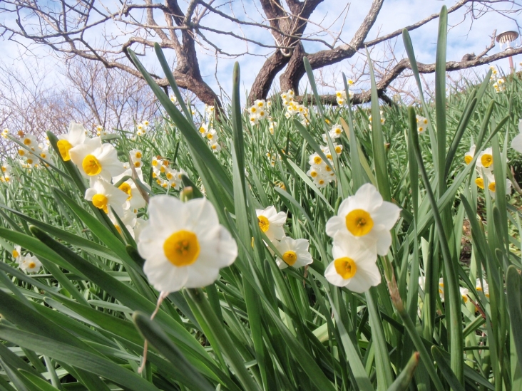 城山公園の水仙 館山市役所