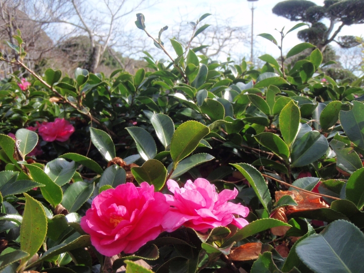 城山公園のさざんか 館山市役所