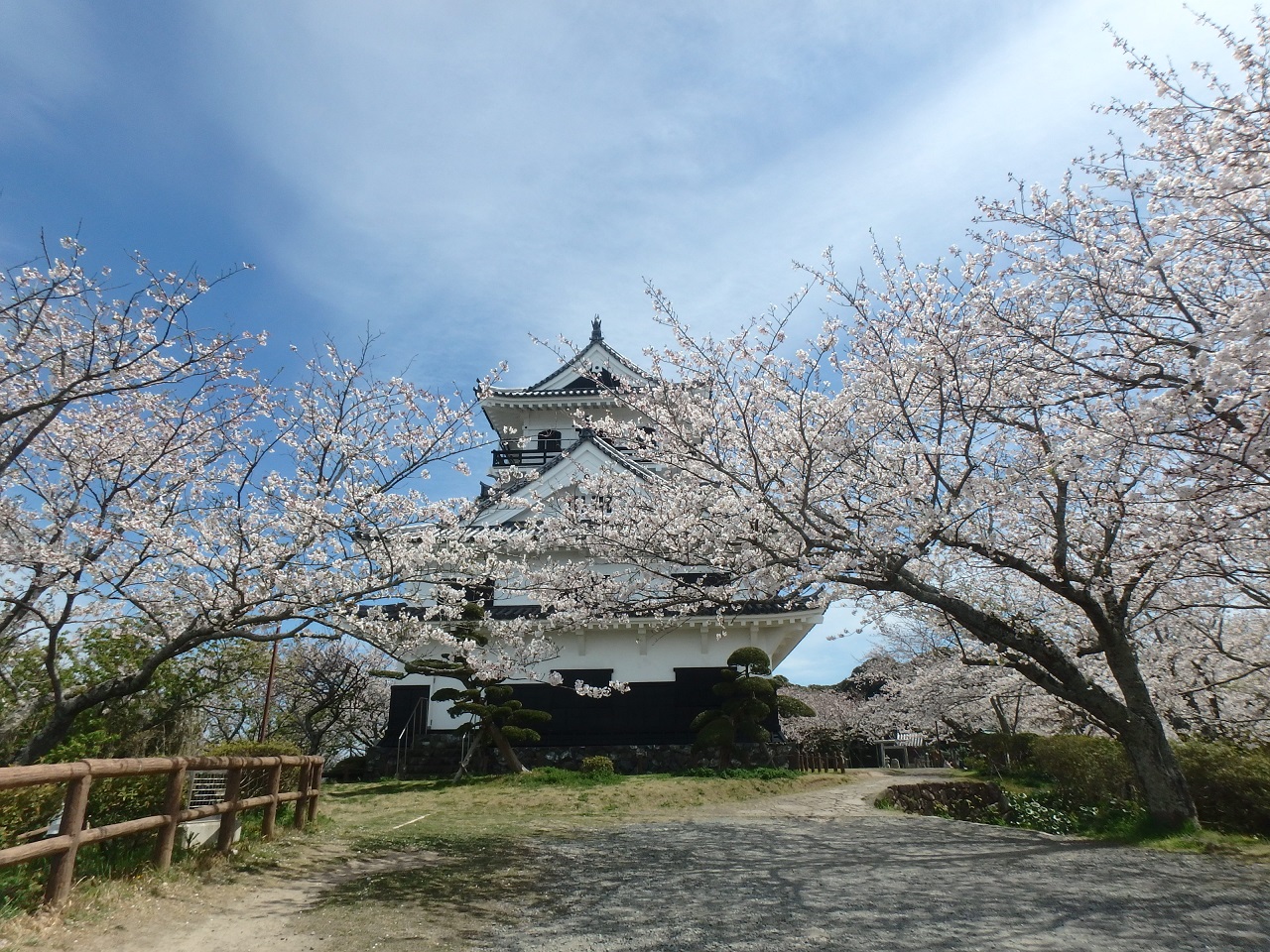 城山公園の桜 館山市役所