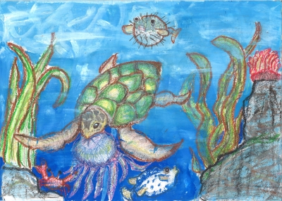 北条小学校 5年 笹子圭「安心してクラゲを食べられるカメがいるきれいな海」 