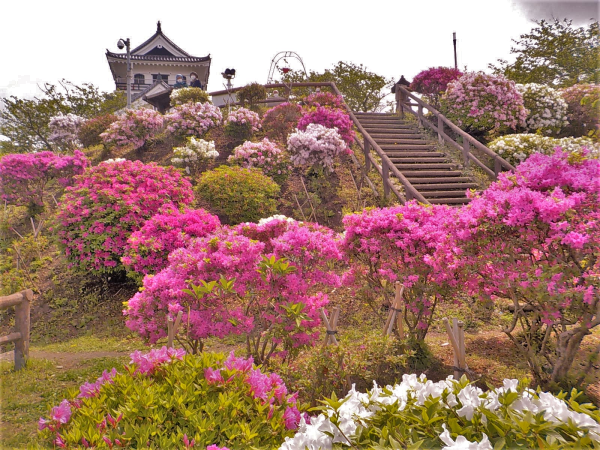 令和4年4月19日の山頂付近のつつじ