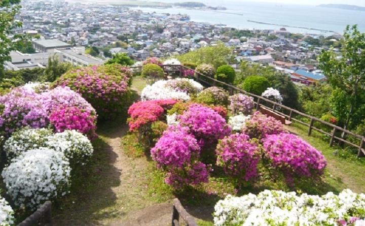 つつじ園状況