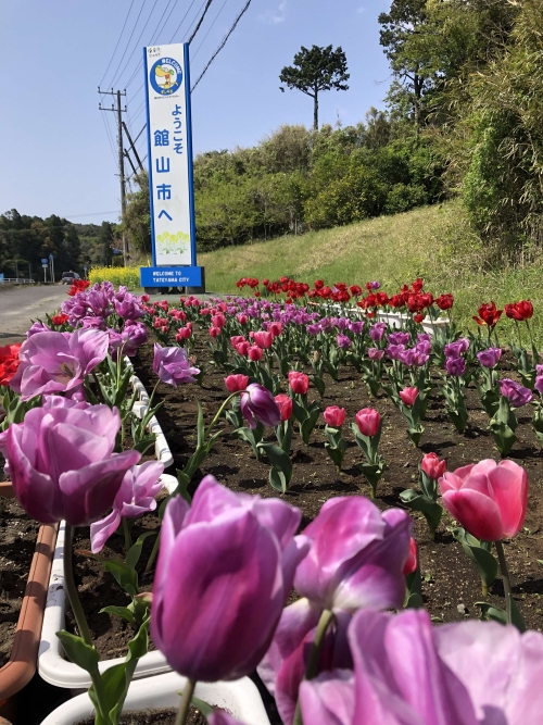 オランダ大使館から贈られたチューリップ（2）