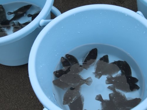 バケツに入ったヒラメの稚魚