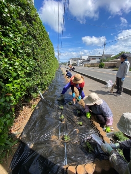 (マツバボタン苗の移植作業)