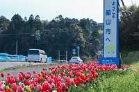 チューリップでお出迎え