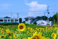 電車とひまわり
