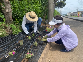 (マツバボタン苗の移植作業)