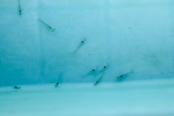 クルマエビの稚魚