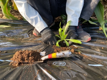 （カレンデュラ苗の移植作業）