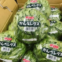かんべレタス