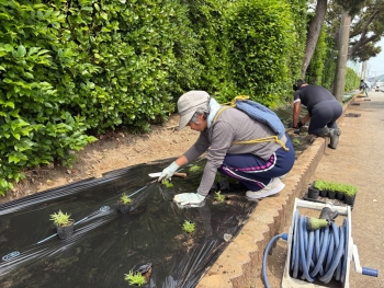 （マツバボタン苗の移植作業）