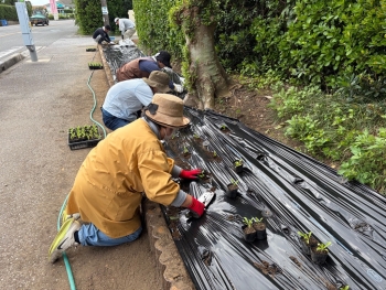 （カレンデュラ苗の移植作業）